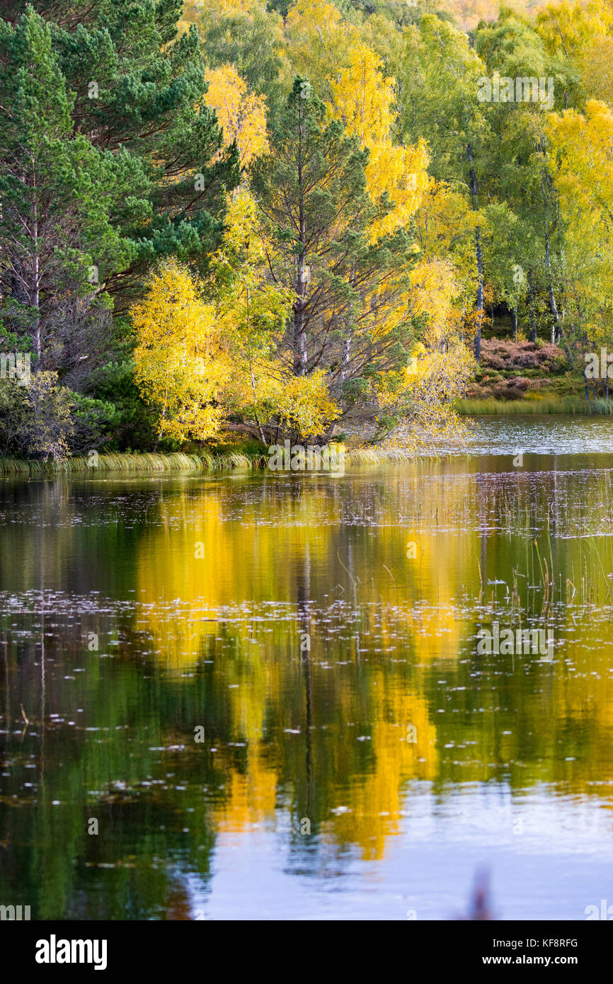 Beautiful Autumn colours over the landscape with reflection in the waters of Lochan Mor on the Rothiemurchus Estate near to Inverdruie and Aviemore Stock Photo