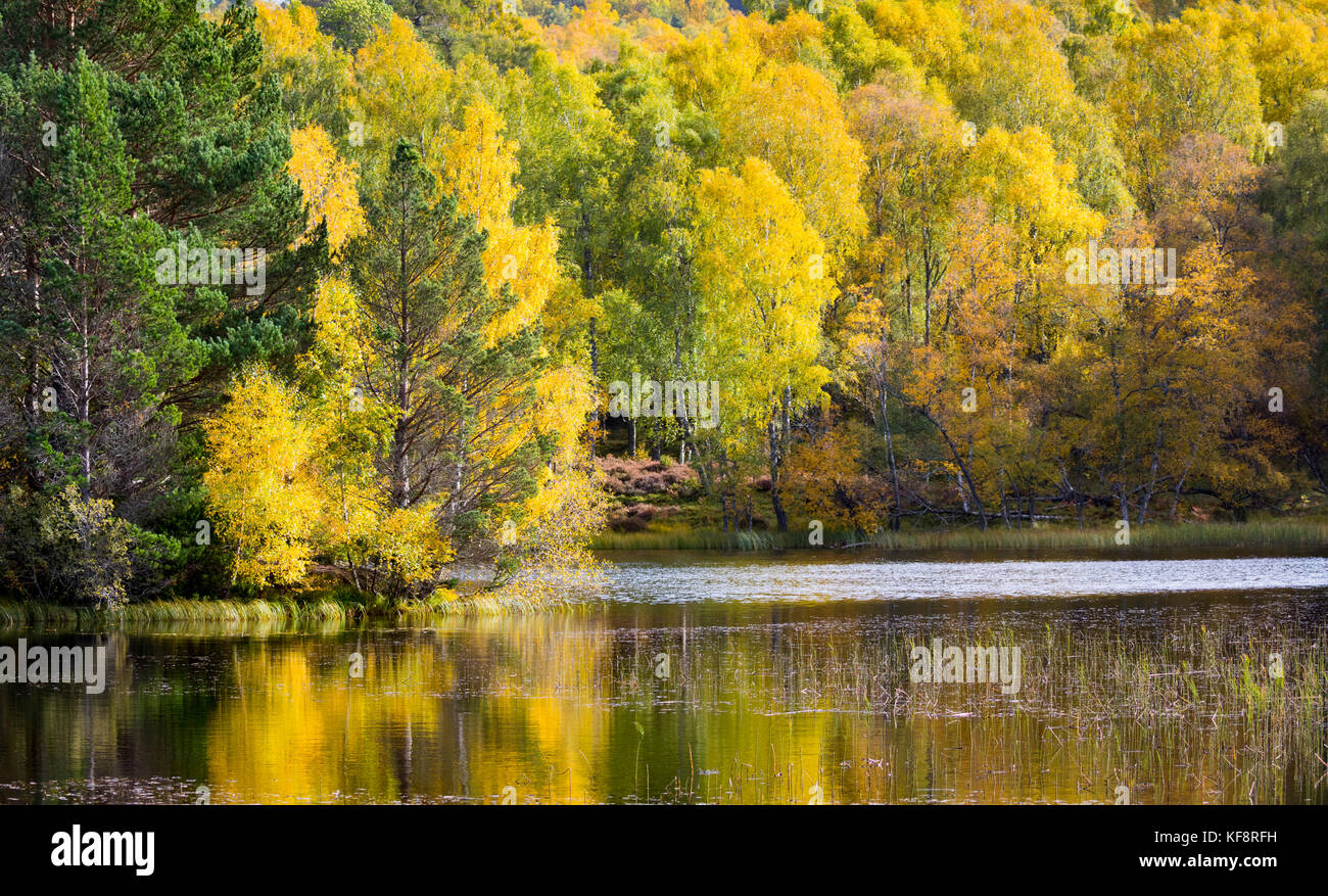 Beautiful Autumn colours over the landscape with reflection in the waters of Lochan Mor on the Rothiemurchus Estate near to Inverdruie and Aviemore Stock Photo