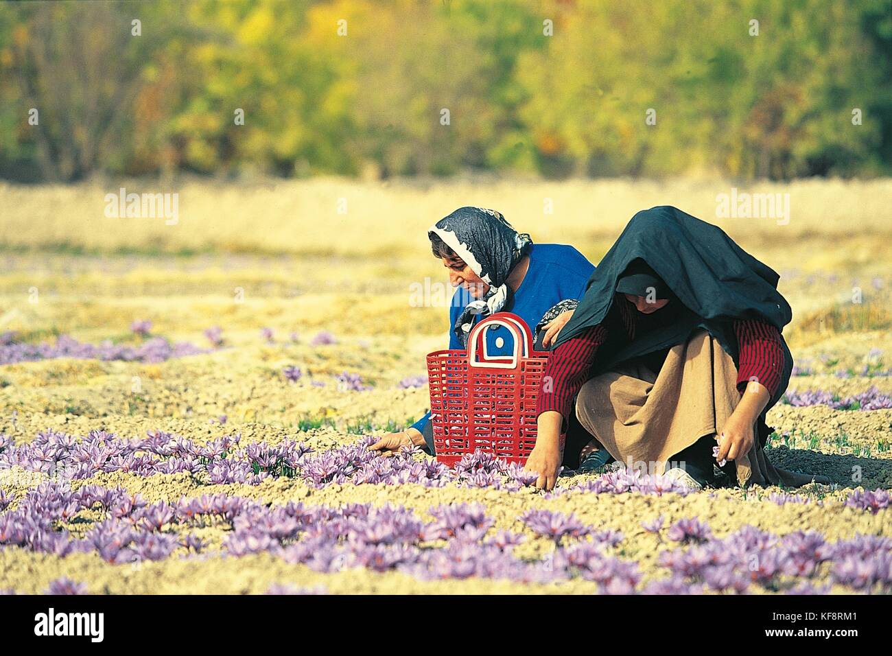 IRAN AROUND Kashan COLLECTION OF SAFFRON Stock Photo Alamy