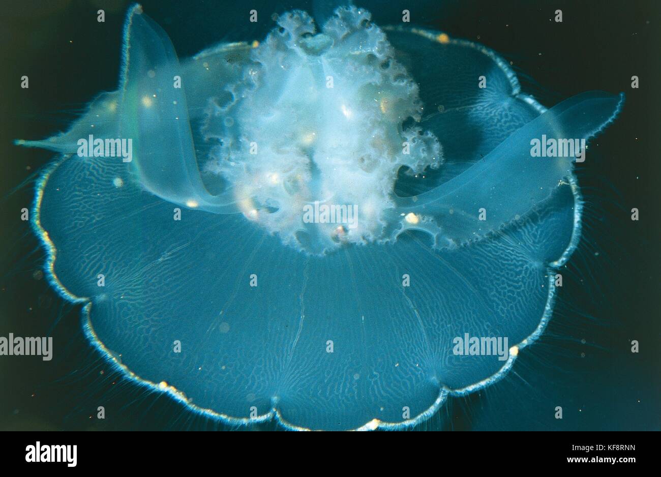 Zoology, Coelenterata, Medusa Stock Photo