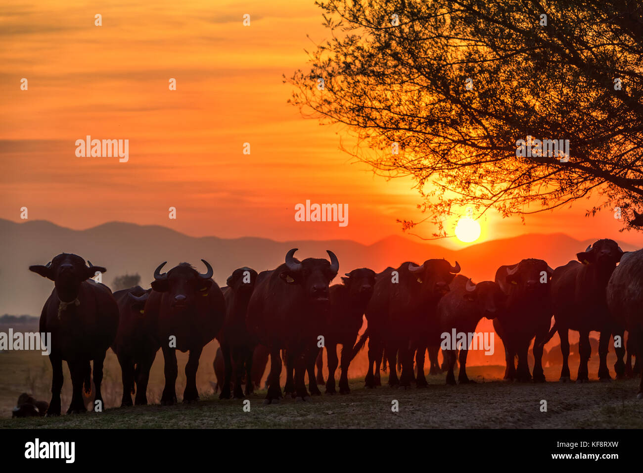 water buffalo grazing at sunset next to the river Strymon in Northern Greece Stock Photo Alamy