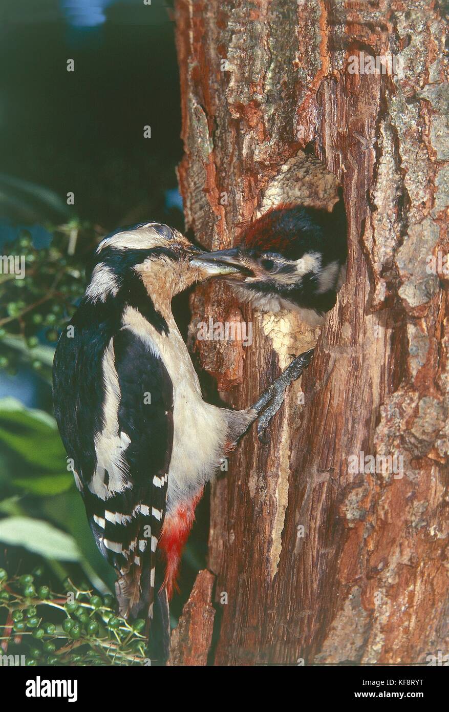 Zoology, Birds, Piciformes, Great spotted woodpecker (Dendrocopus major) feeding its young in nest. Stock Photo