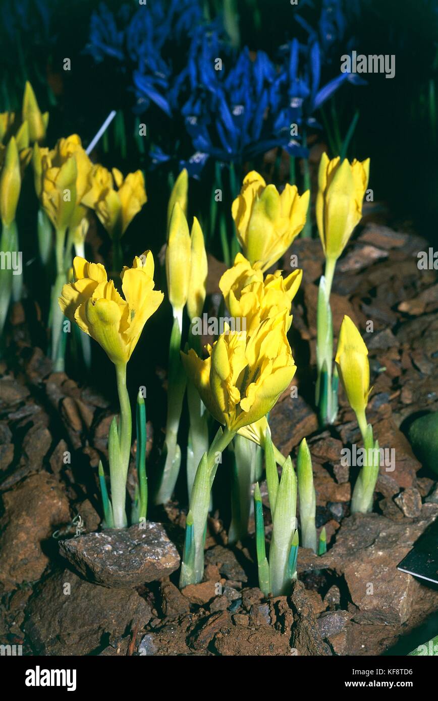 Botany, Iridacee, Iris (Iris danfordiae) Stock Photo