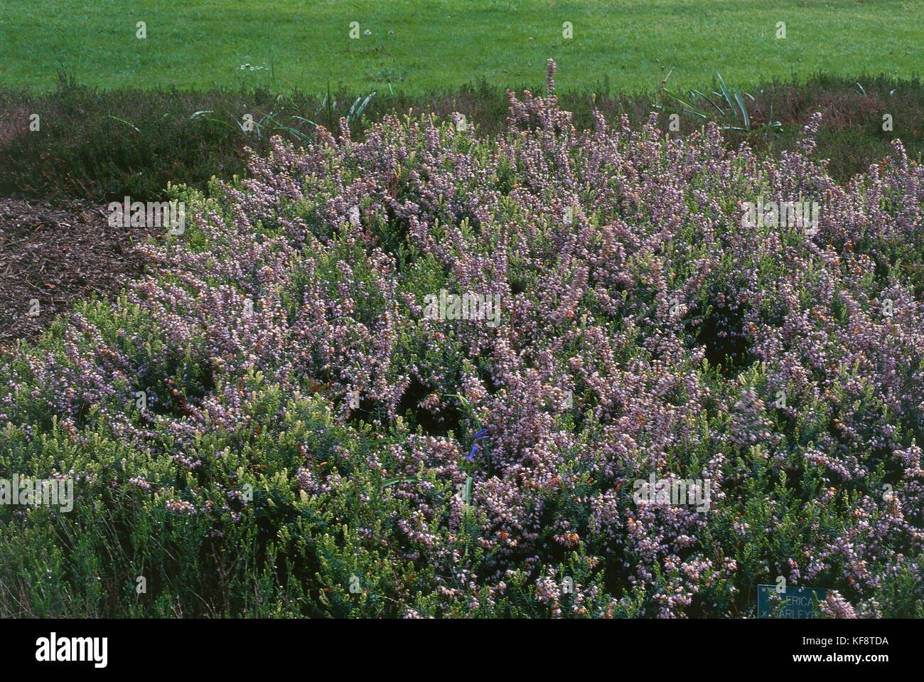 Botany, Erica X Darleyensis Stock Photo