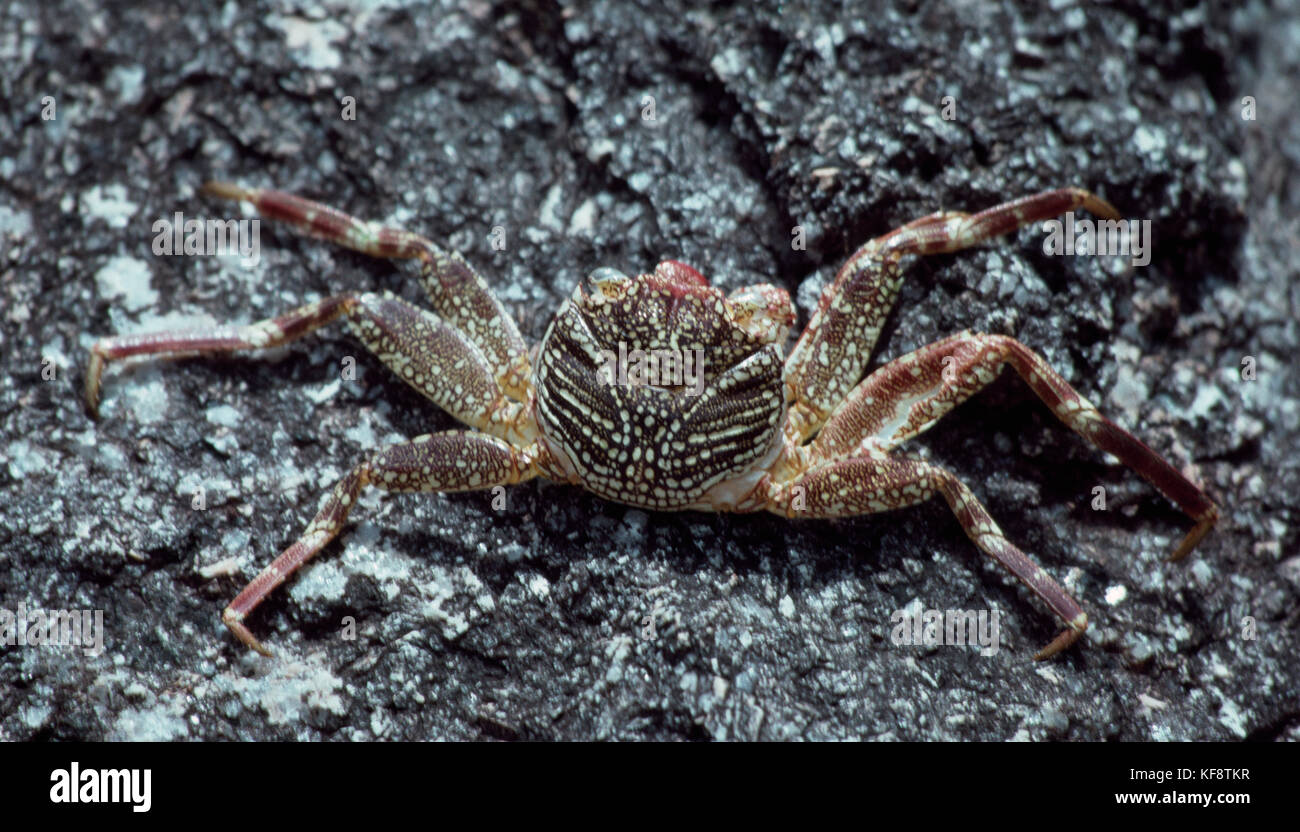 Caribbean crab hi-res stock photography and images - Alamy