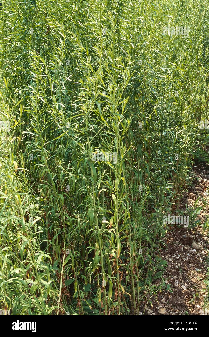 Botany, Composite or Asteraceae, tarragon or tarragon (Artemisia dracunculus). Stock Photo