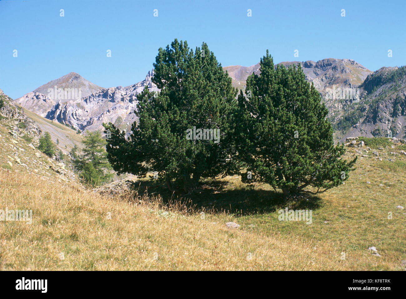 BOTANICAL mountain pine (Pinus uncinata) Stock Photo