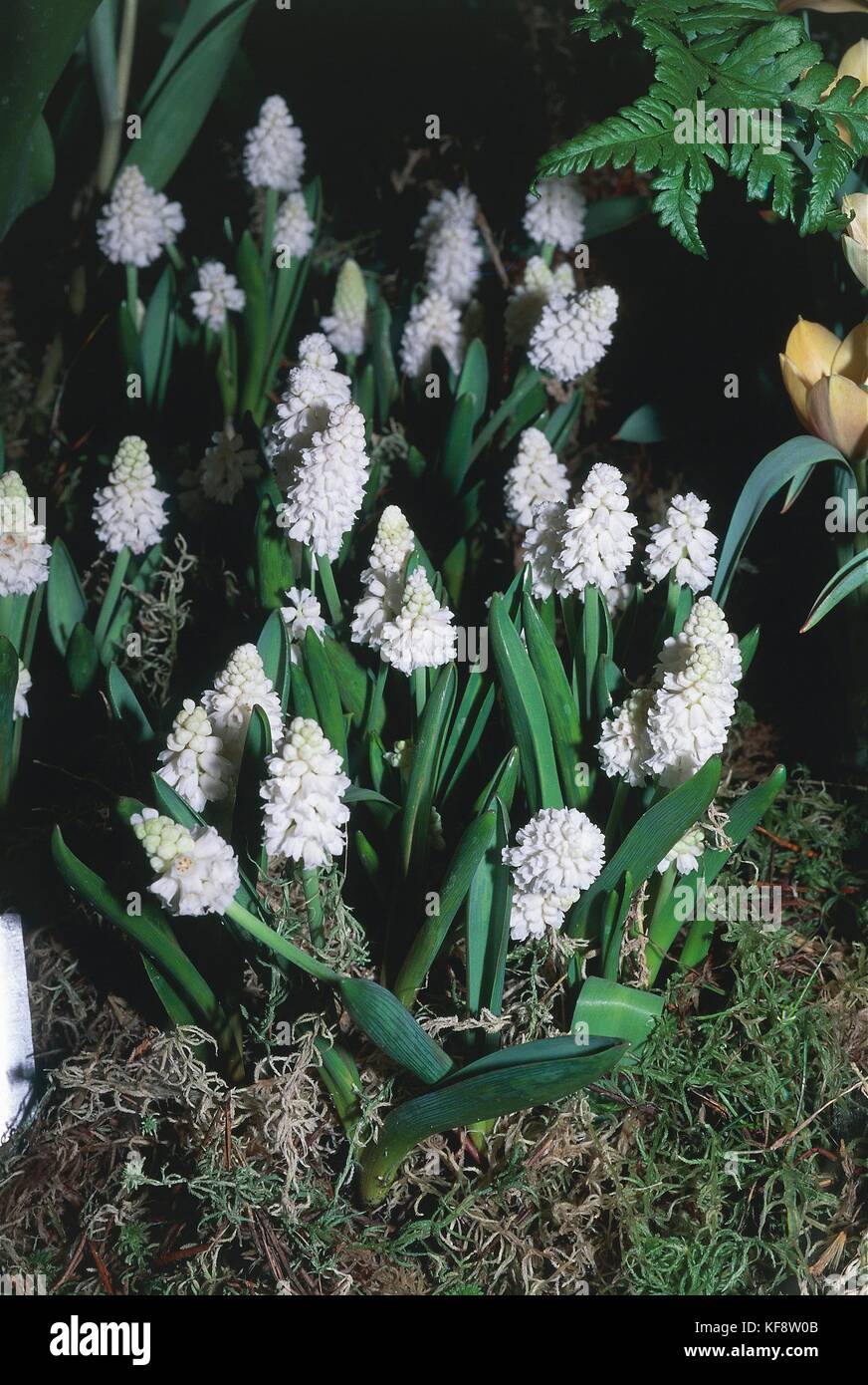 Botany, Liliaceae, Muscari (Muscari azureum album) Stock Photo