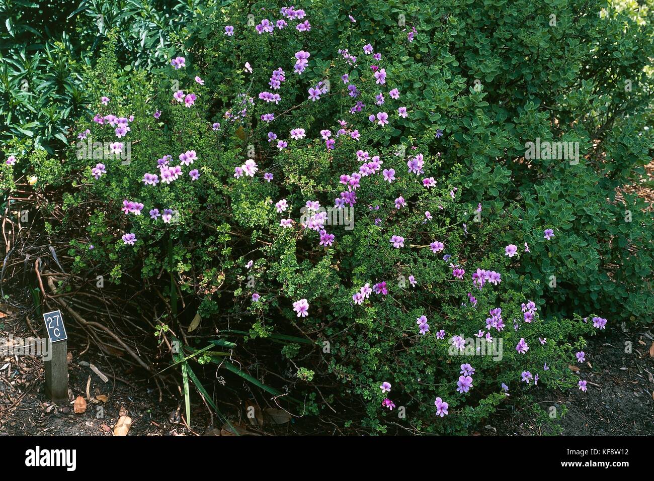 Botany, Geraniacee, Pelargonium (Pelargonium crispum) Stock Photo