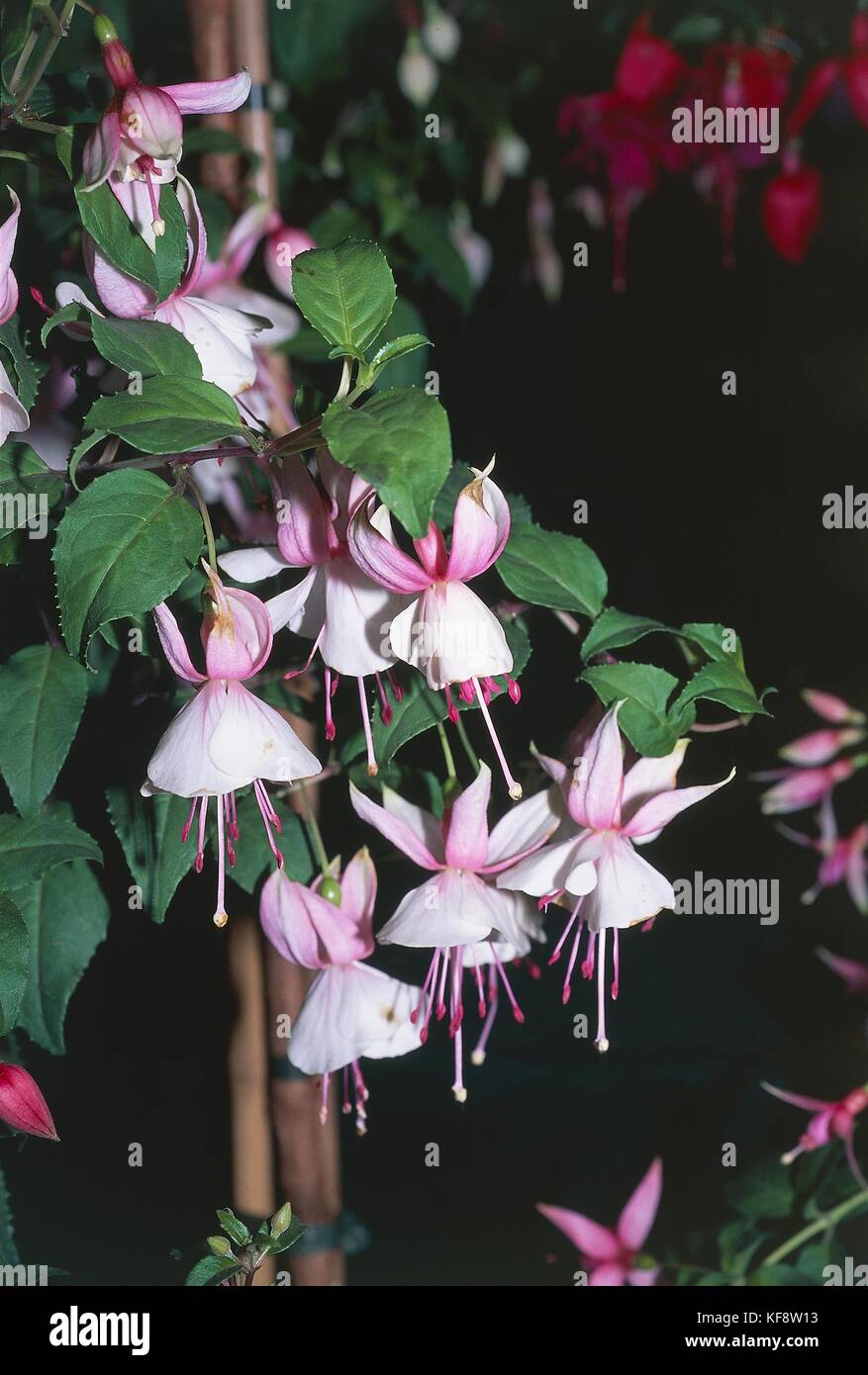 Botany, Onagracee, Fuchsia (Fuchsia fanfare) Stock Photo