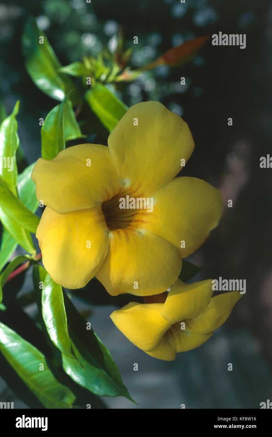Botany, Apocinacee, Allamanda (Allamanda cathartica 'Hendetsonii) Stock Photo