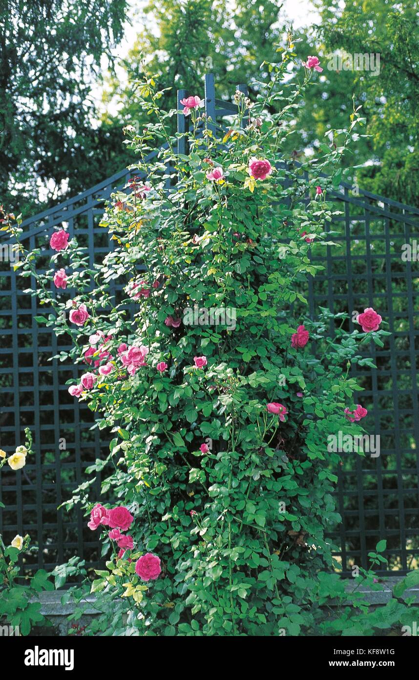 Botany, Rose Parade Stock Photo