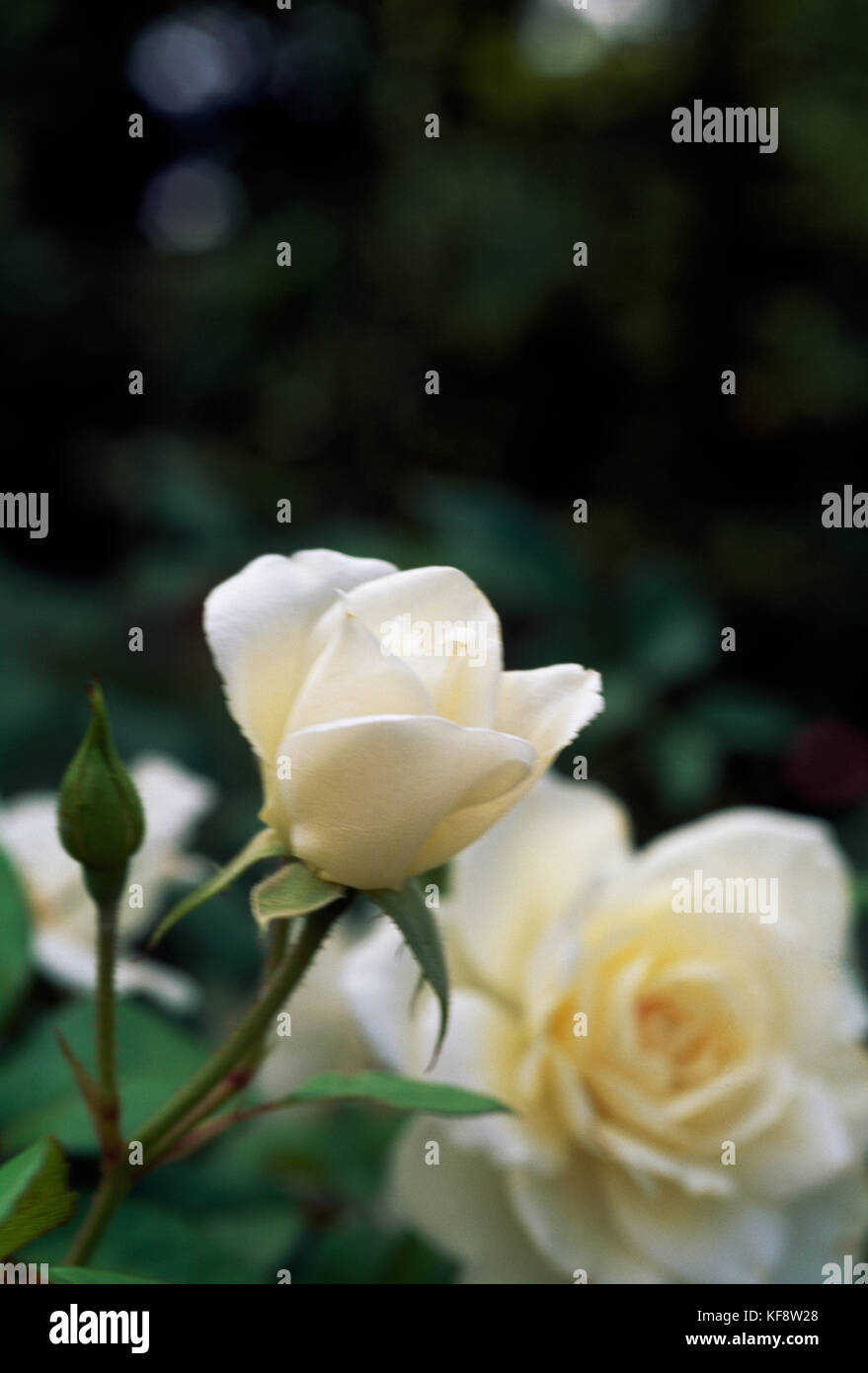 Rose (Rosa Fee de Neiges), Rosaceae Stock Photo - Alamy