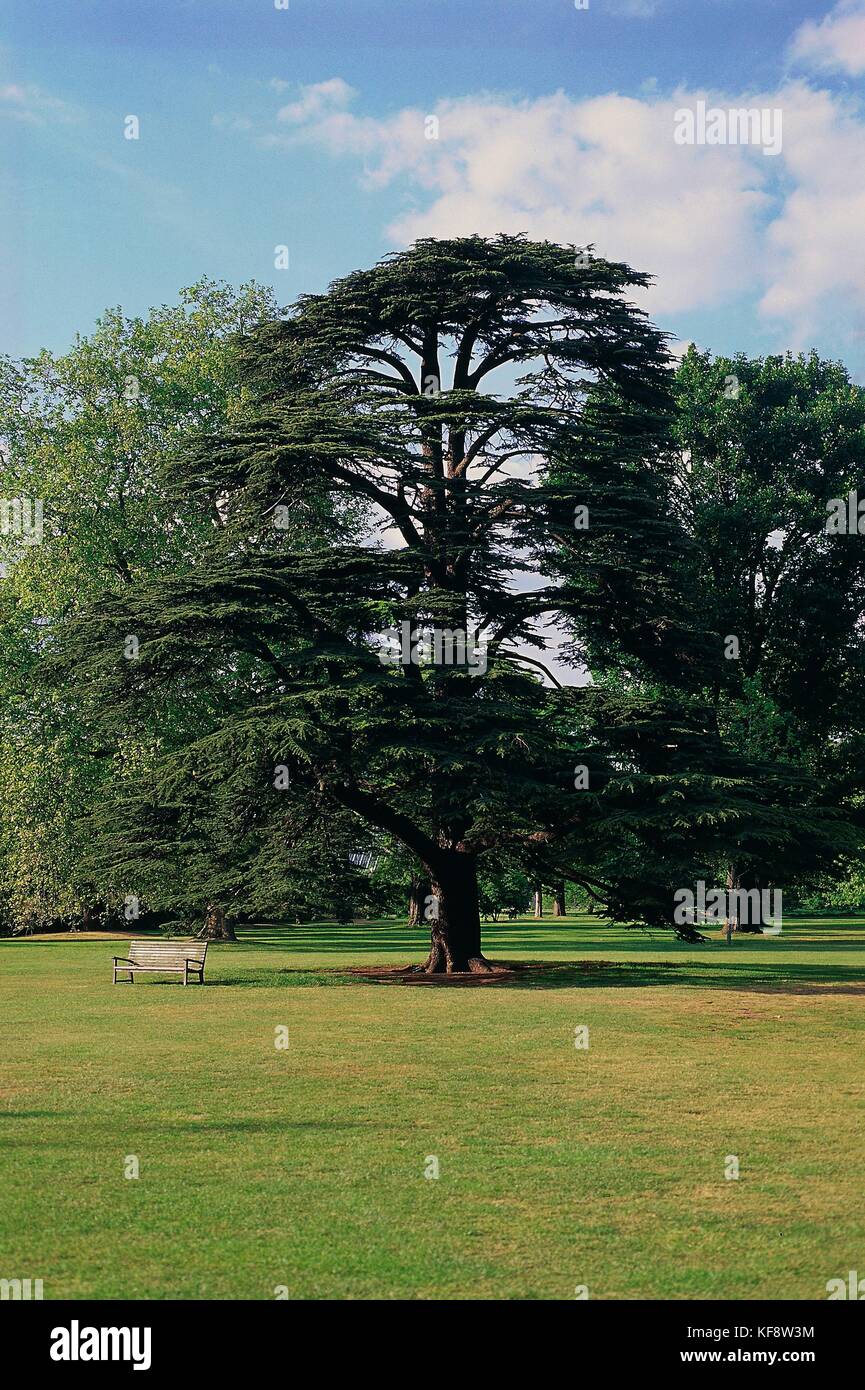 Botany, Trees, Conifers, Cedar of Lebanon (Cedrus libani Stock Photo