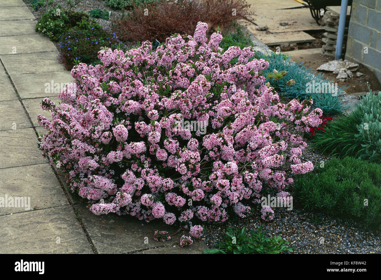 BOTANY, evergreen shrub Daphne X BURKWOODII Stock Photo