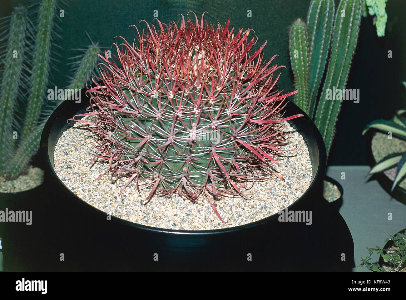 Botany, Cactaceae, Ferocactus gracilis. Stock Photo
