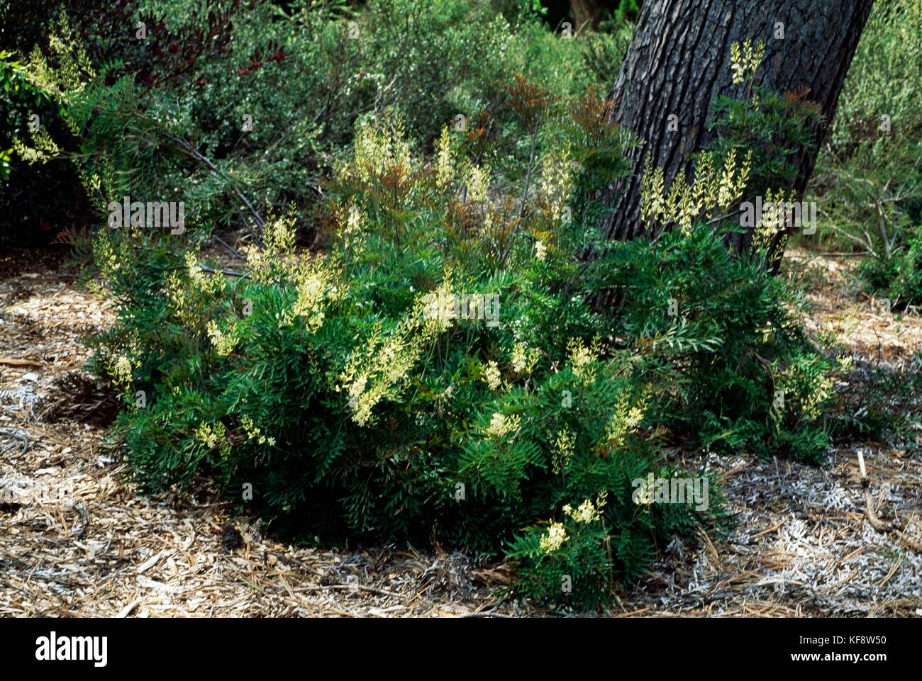 Crinkle bush or Parsley fern (Lomatia silaifolia), Proteaceae. Stock Photo