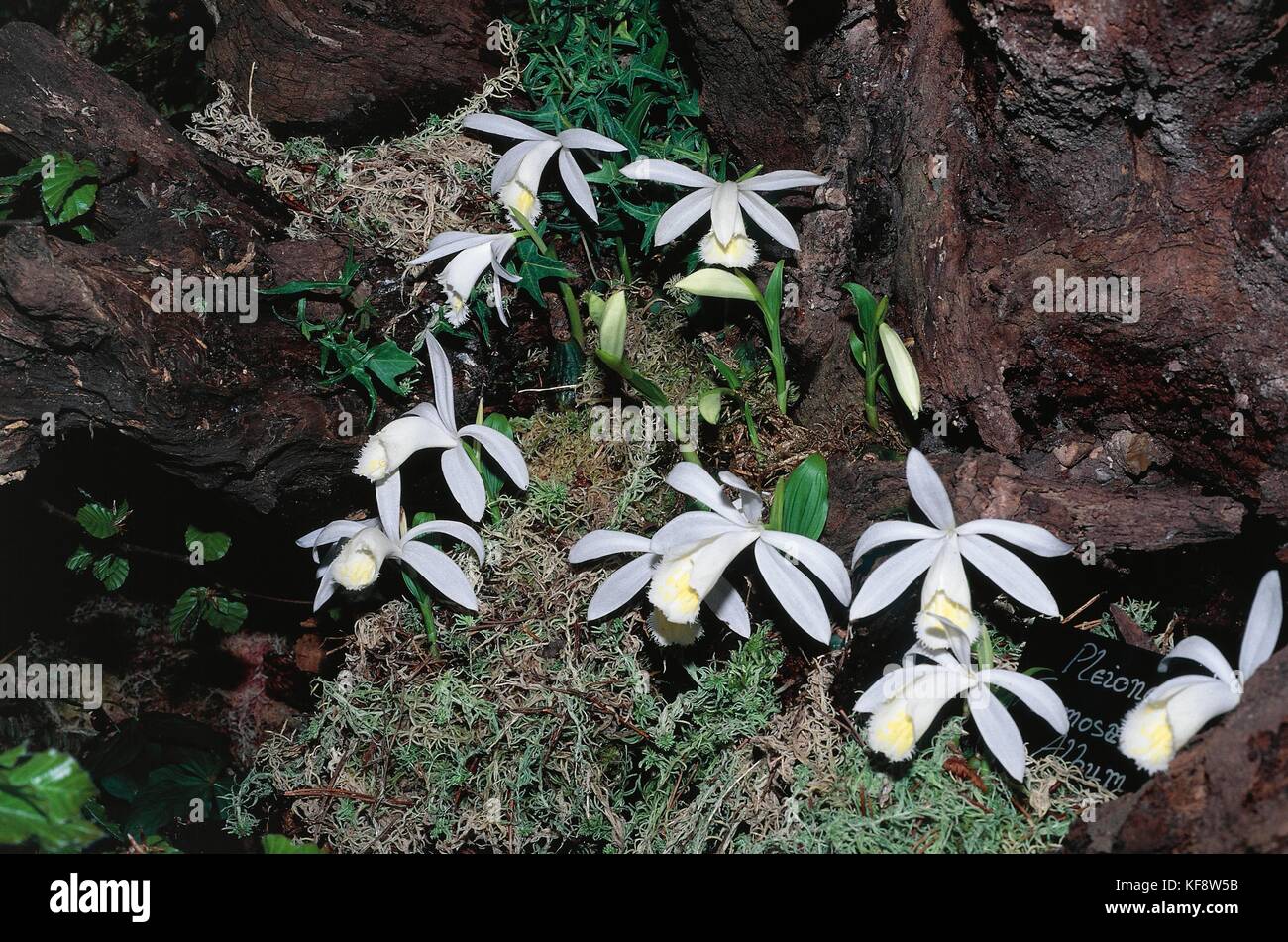 Botany, Orchids, Pleione formosanum dawn. Stock Photo