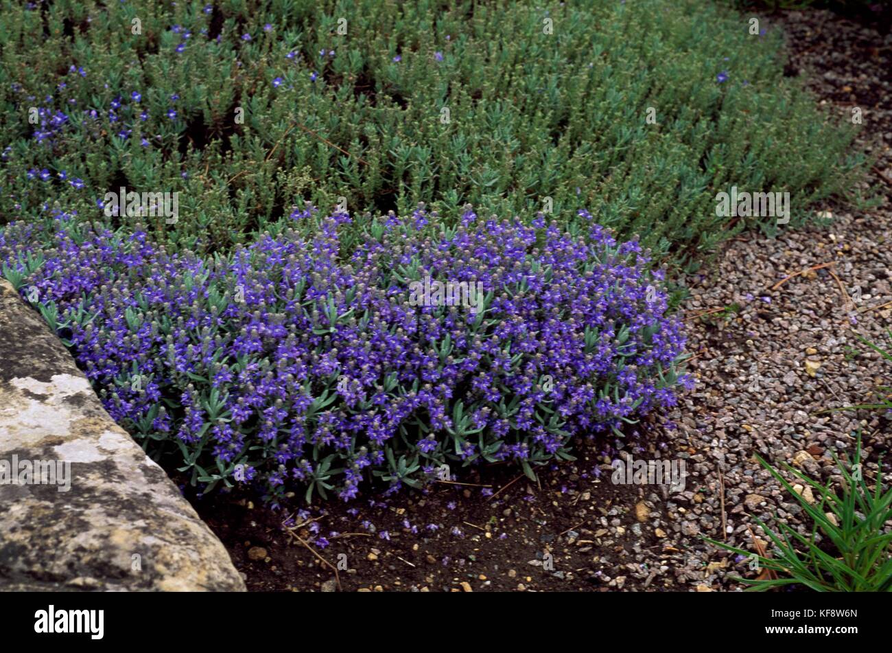 Speedwell (Veronica cinerea), Plantaginaceae. Stock Photo
