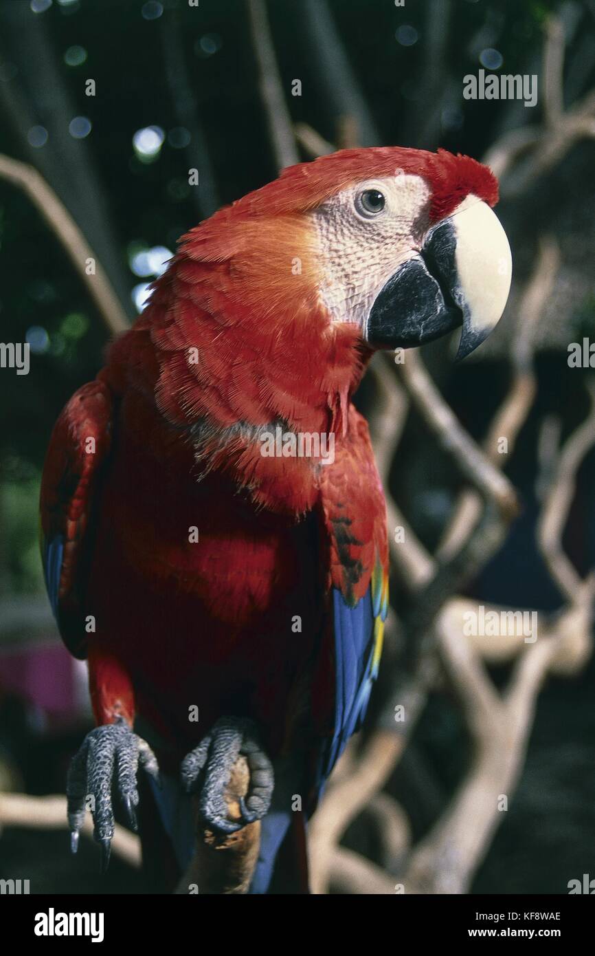 Macaw Roo Scarlet Macaw (Ara macao), Psittacidae, Xel-Ha, Quintana Roo, Mexico ...