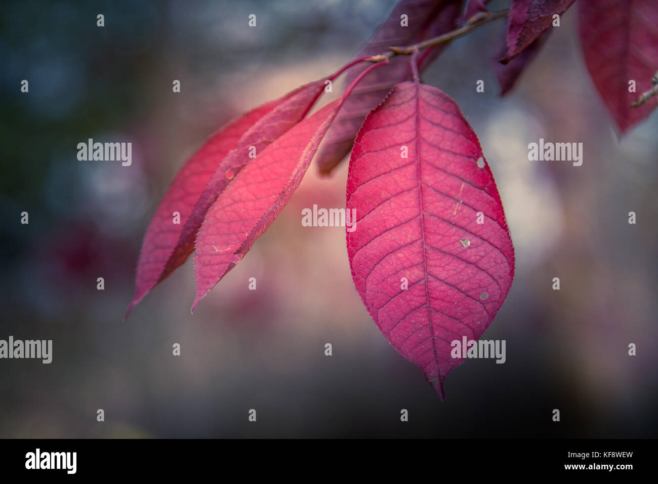 Choke Cherry Tree and Leaves Stock Photo Alamy