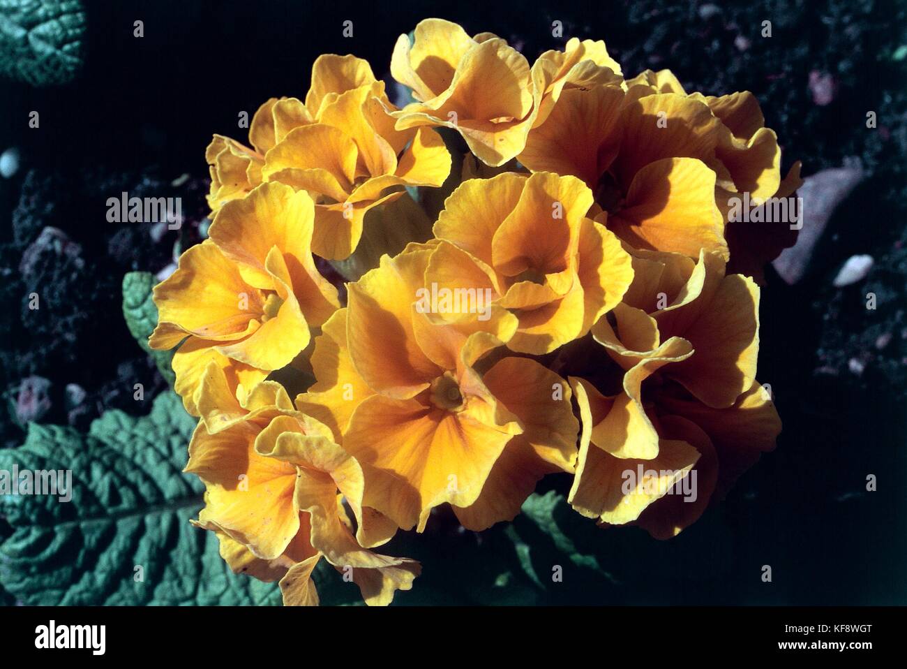 Botany, Primulacee, Primrose (Primula spp.). Stock Photo