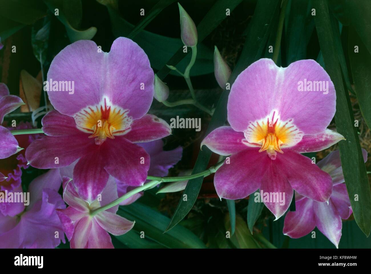 BOTANY, Orchidaceae Orchids (MILTONIOPSIS SP.) Stock Photo
