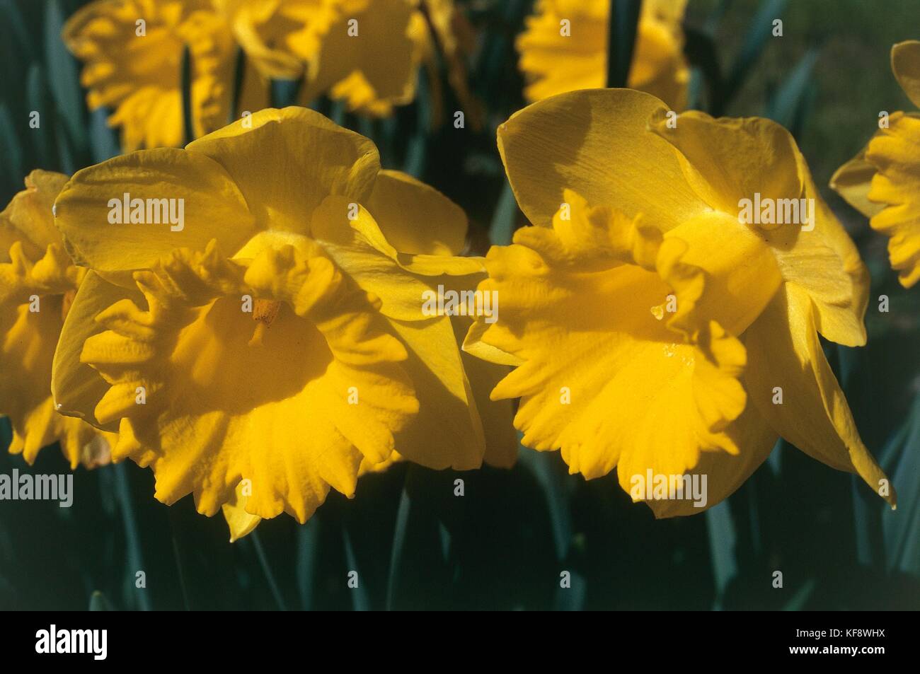 Botany, Amarillidacee, Daffodil (Narcissus Dutch Master). Stock Photo