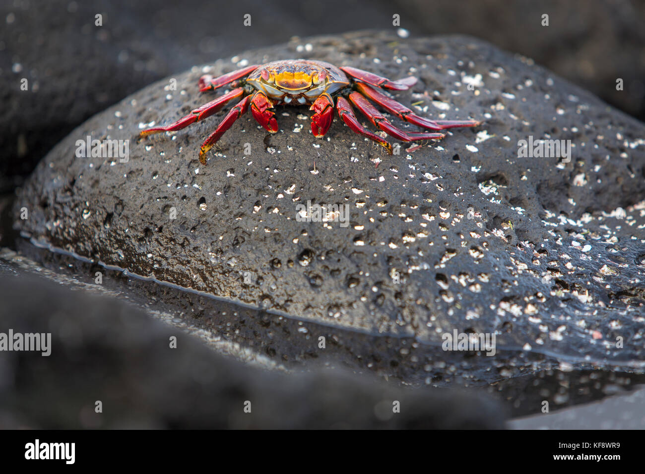 GALAPAGOS ISLANDS, ECUADOR, a sally lightfoot crab hangs out on a rock near the water on Fernandina Island Stock Photo