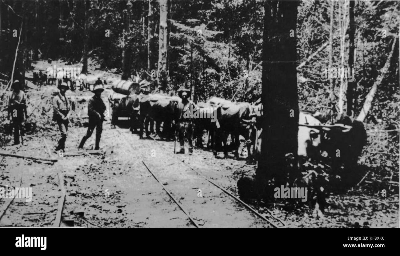 1 128835 Bullock team hauling logs in Brookfield, Brisbane, ca. 1890 ...