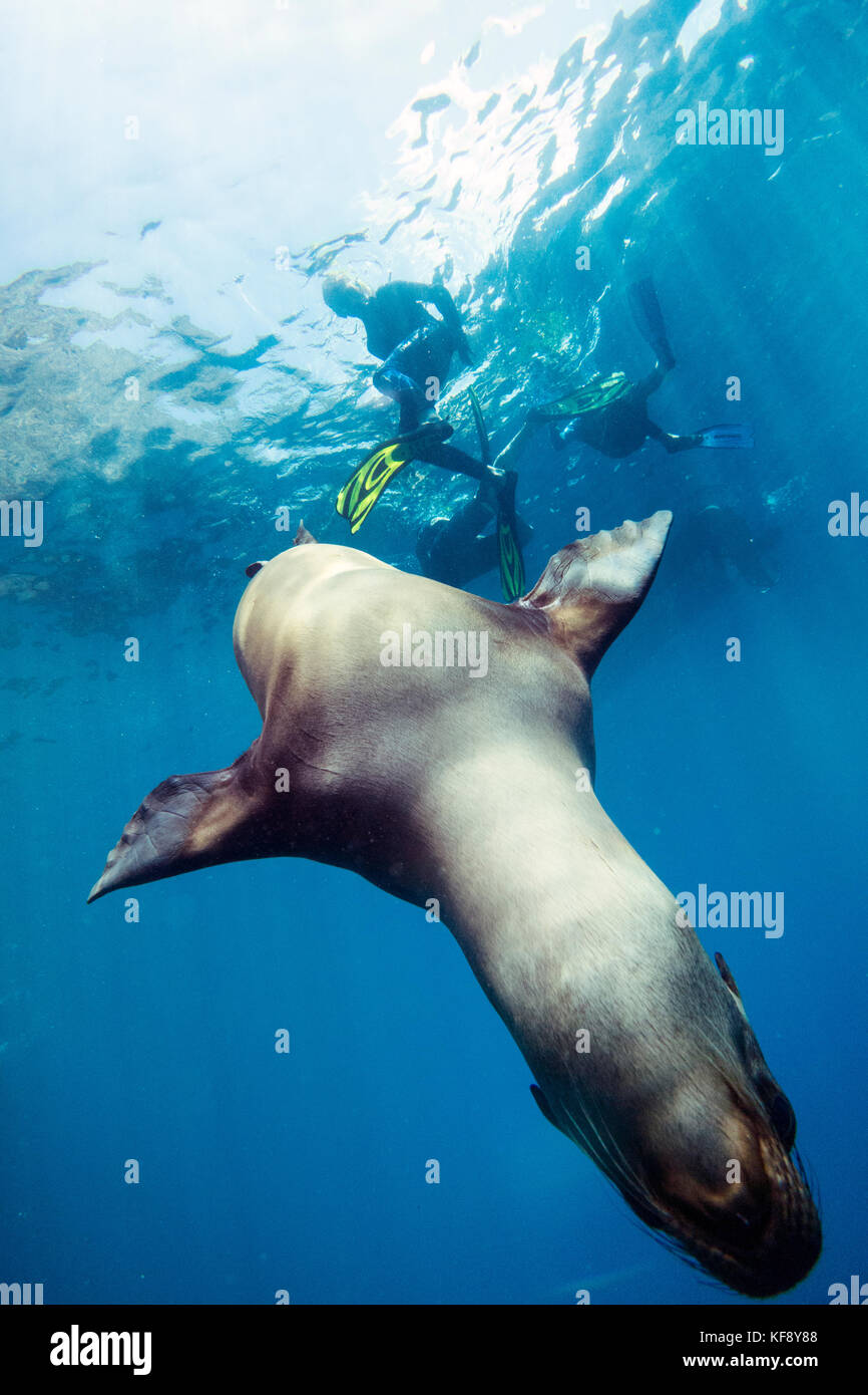 GALAPAGOS ISLANDS, ECUADOR, Isabela Island, Punta Vicente Roca, galapagos sea lion spotted while snorkeling in the waters off Isabela Island Stock Photo