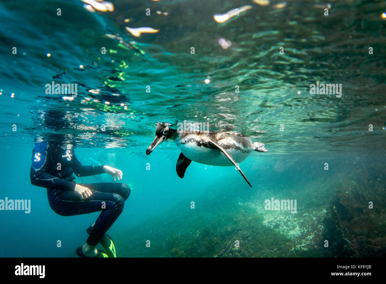 Galapagos Snorkel Hi res Stock Photography And Images Alamy galapagos-snorkel-hi-res-stock-photography-and-images-alamy