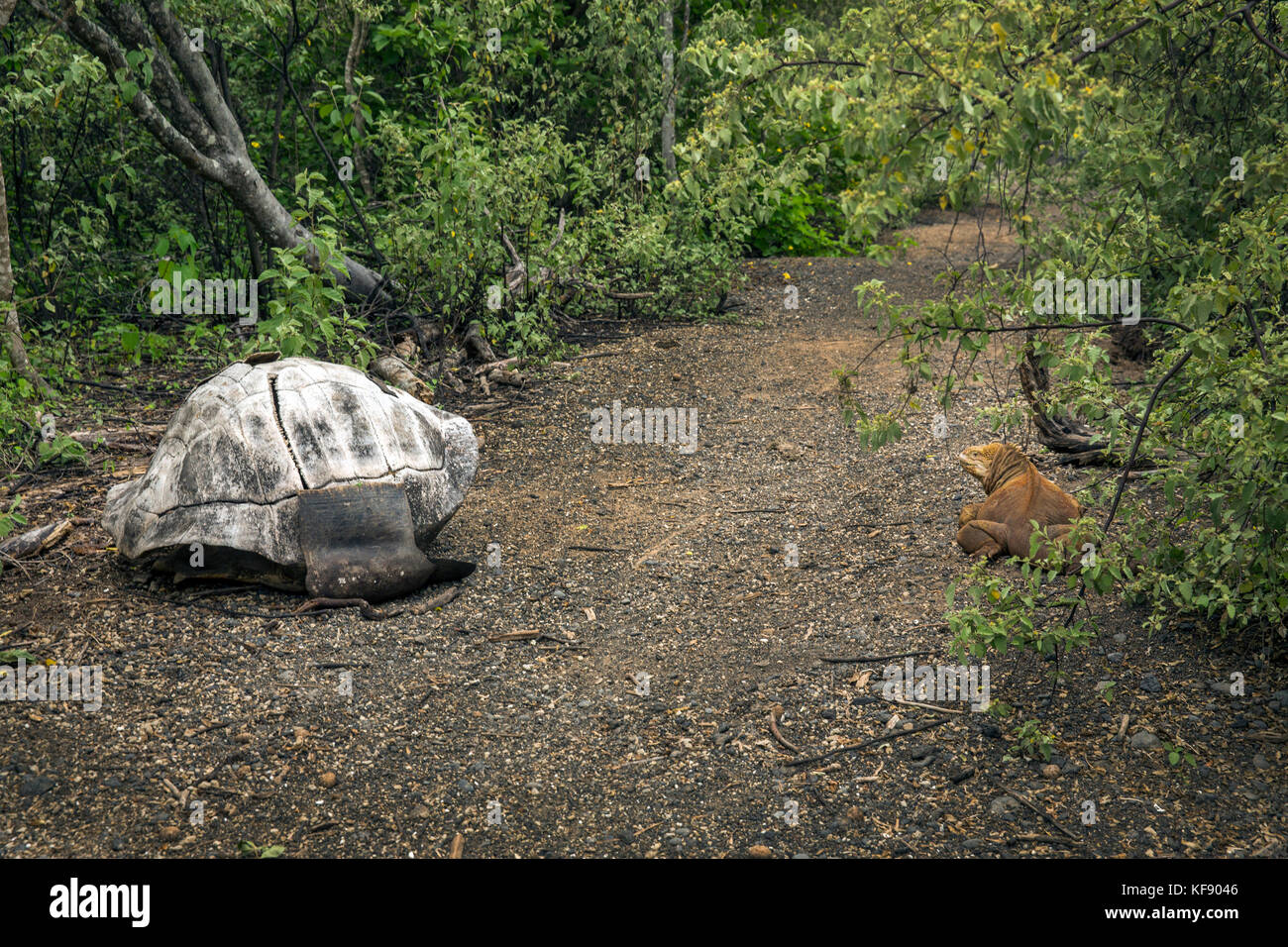 GALAPAGOS ISLANDS, ECUADOR, giant land tortoise spotted while exploring the west side of Isabela Island at the base of Alcedo and Darwin Volcanoes Stock Photo