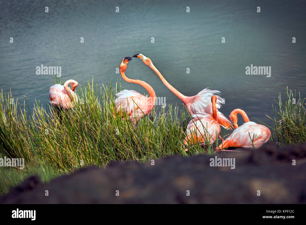 GALAPAGOS ISLANDS ECUADOR Punta Moreno Flamingos Hang Out Near The galapagos-islands-ecuador-punta-moreno-flamingos-hang-out-near-the