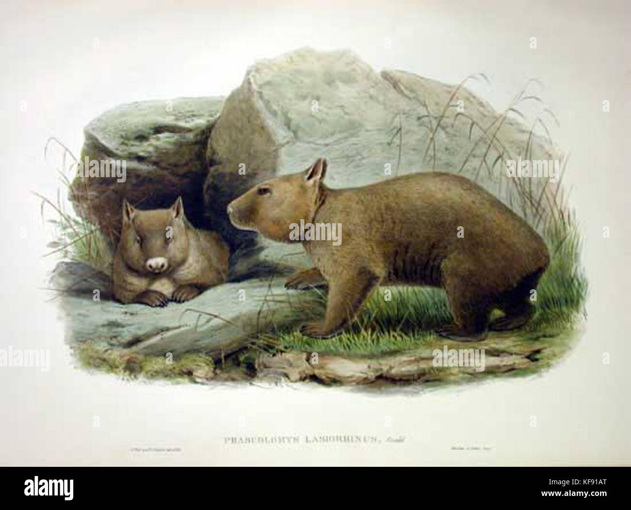 Lasiorhinus latifrons 4 Gould Stock Photo Alamy