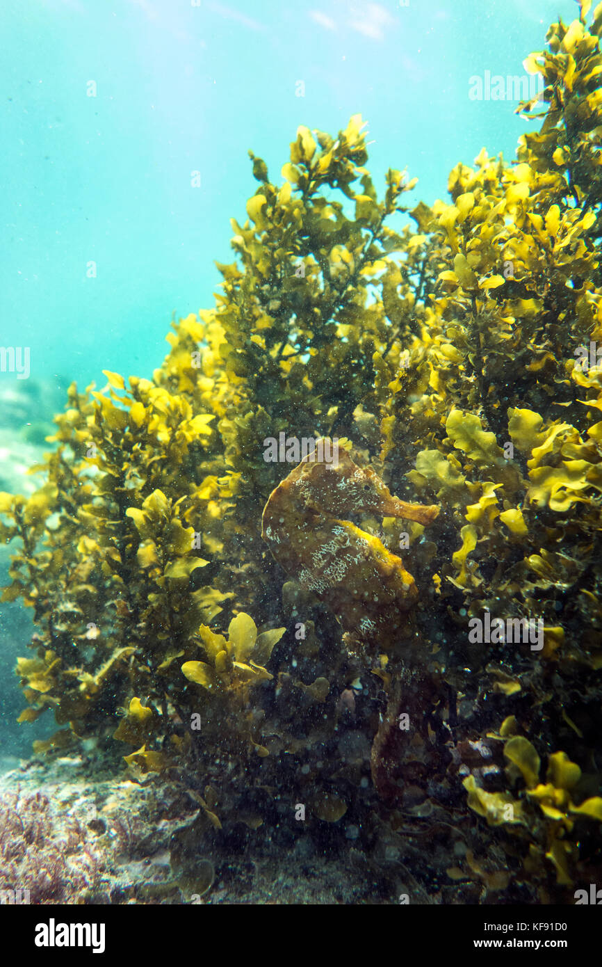 GALAPAGOS ISLANDS, ECUADOR, sea horse clings to the sea kelp Stock Photo