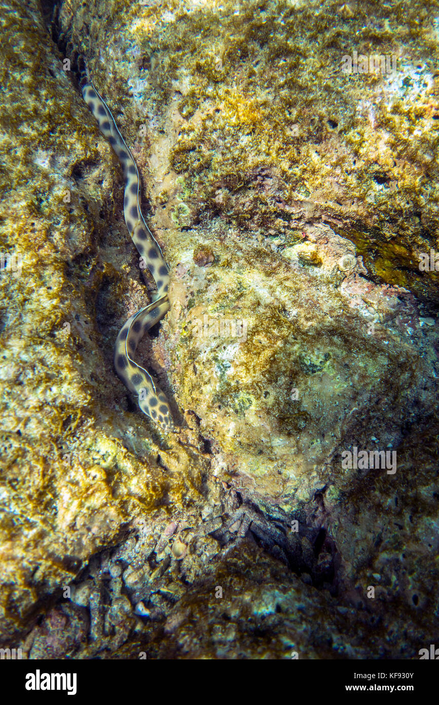 GALAPAGOS ISLANDS, ECUADOR, sea snake, one of the worlds most