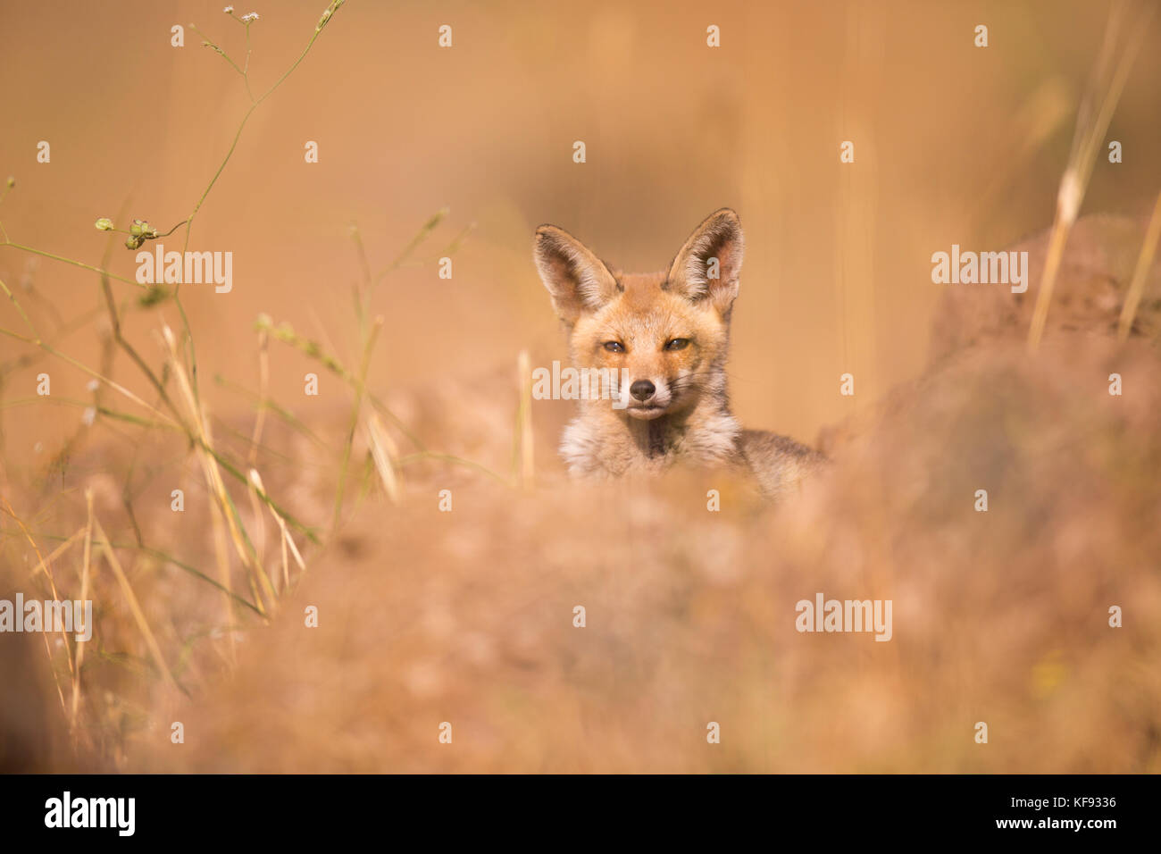 Juvenile Red Fox (Vulpes vulpes). The Red Fox is the largest of the true foxes, as well as being the most geographically spread member of the Carnivor Stock Photo