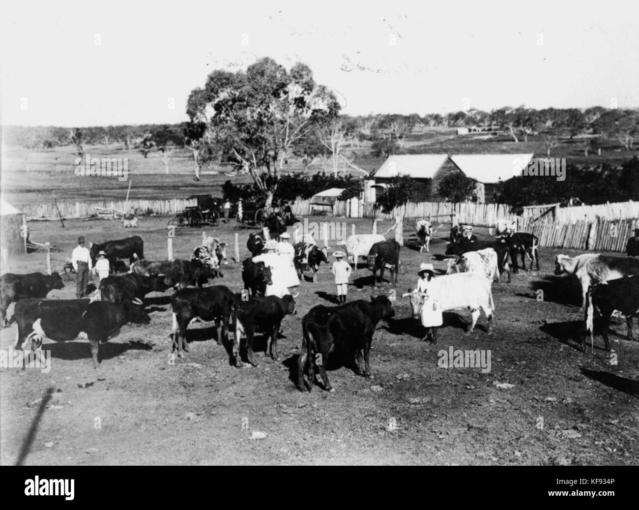 1 118652 Parade of dairy cattle at 'Springside' in the Pittsworth ...