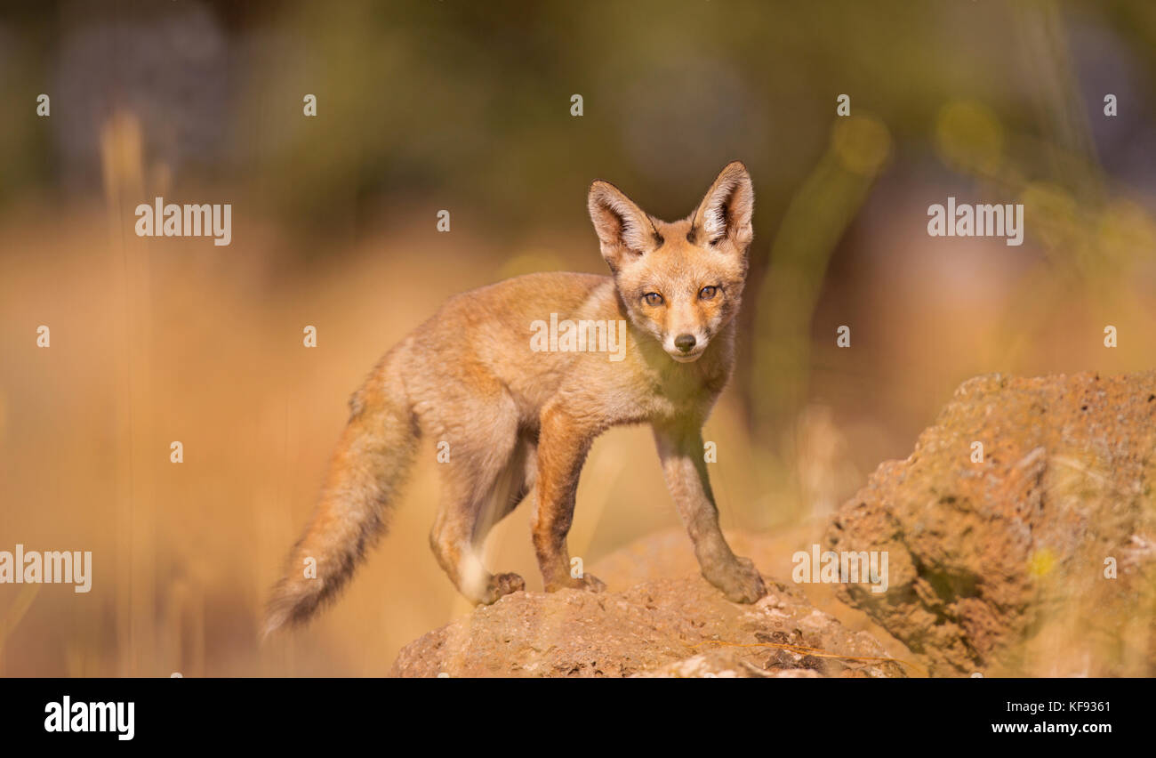 Juvenile Red Fox (Vulpes vulpes). The Red Fox is the largest of the true foxes, as well as being the most geographically spread member of the Carnivor Stock Photo