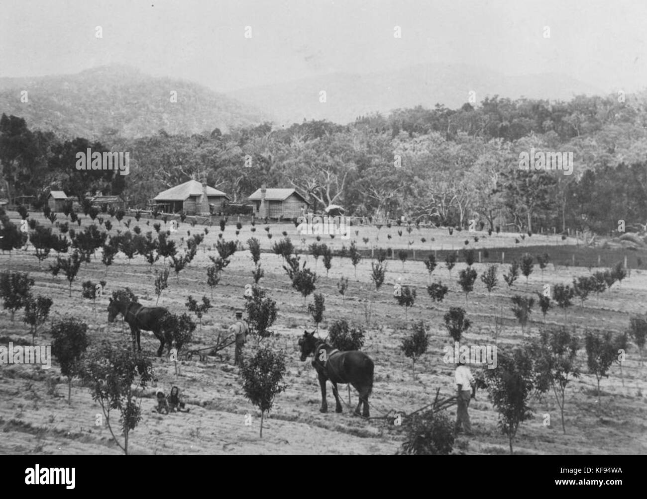 1 108908 Ploughing the fields in a cherry orchard at Ballandean, 1897 Stock Photo