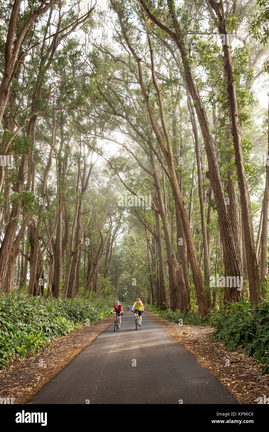 USA, Hawaii, The Big Island, mountain biking through iron wood trees on