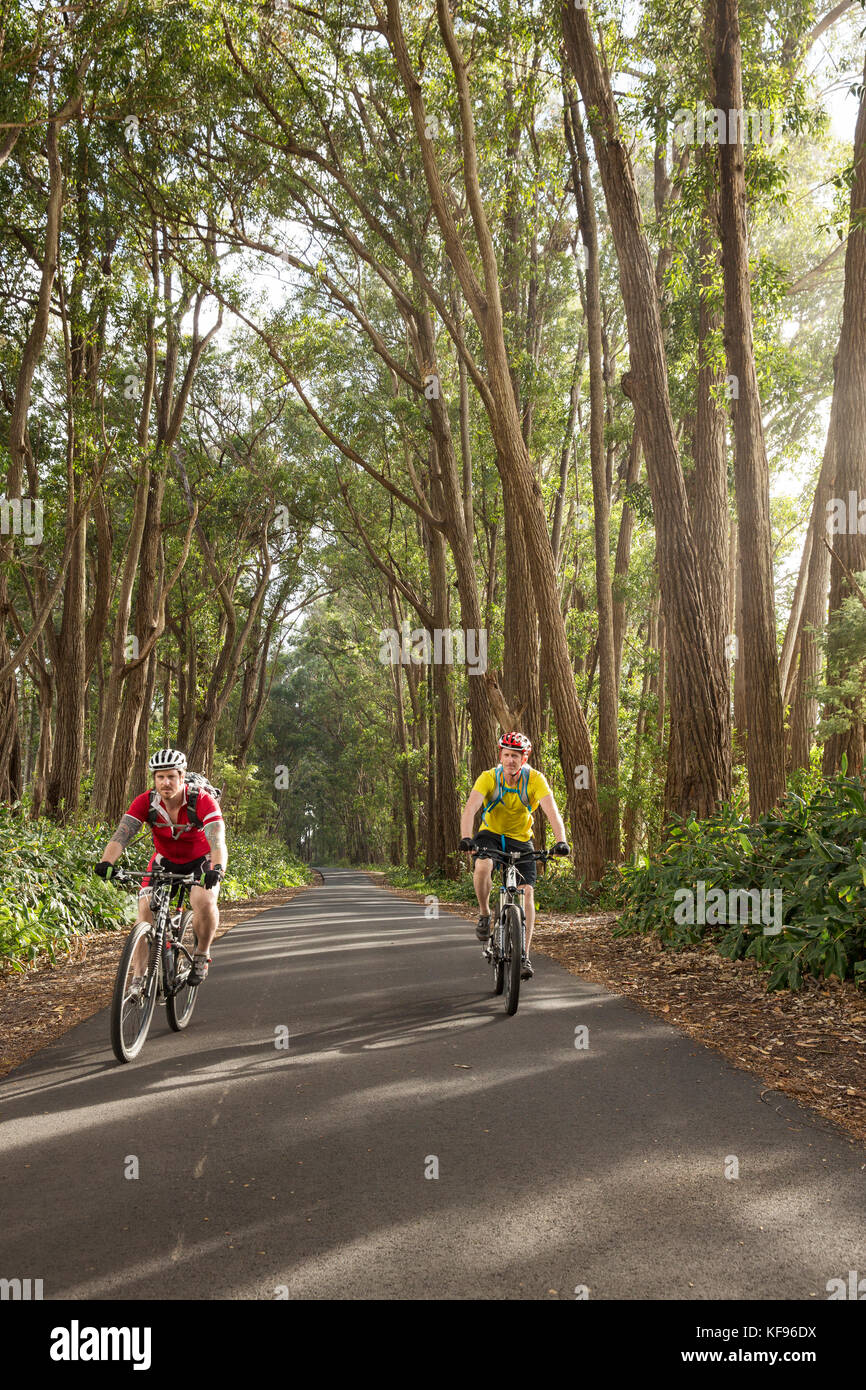USA, Hawaii, The Big Island, mountain biking through iron wood trees on