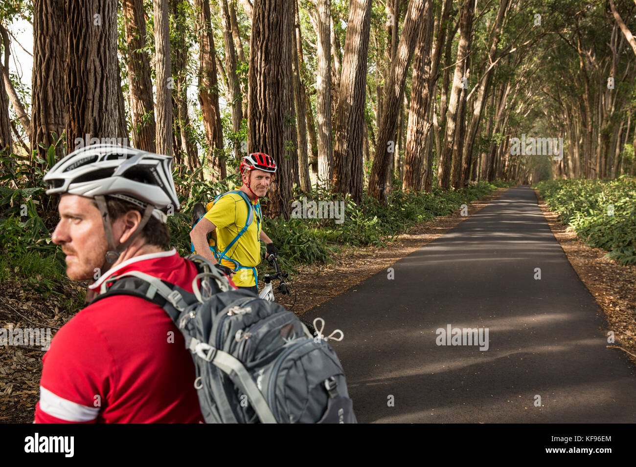 USA, Hawaii, The Big Island, mountain biking through iron wood trees on mud lane from road 19 down to road 240, journalist Daniel Duane and Chef Seamu Stock Photo