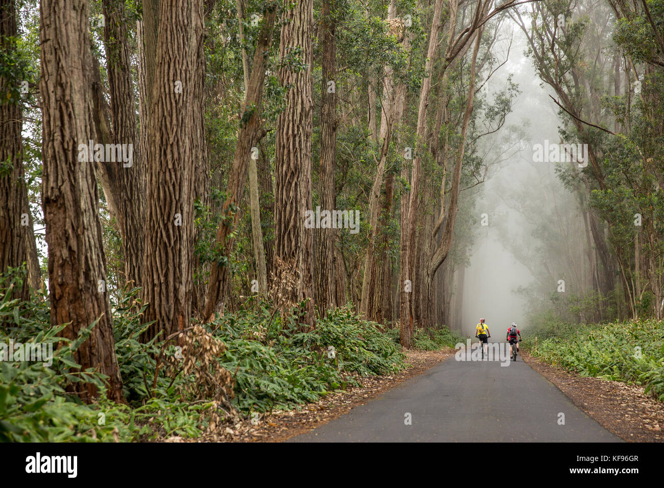 USA, Hawaii, The Big Island, mountain biking through iron wood trees on