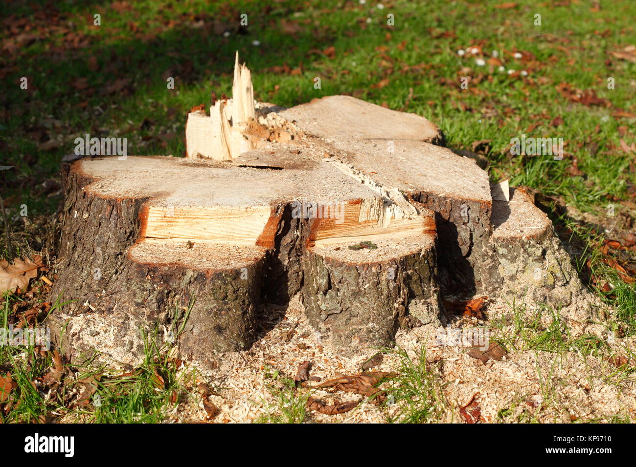 Sawed tree trunk hi-res stock photography and images - Alamy