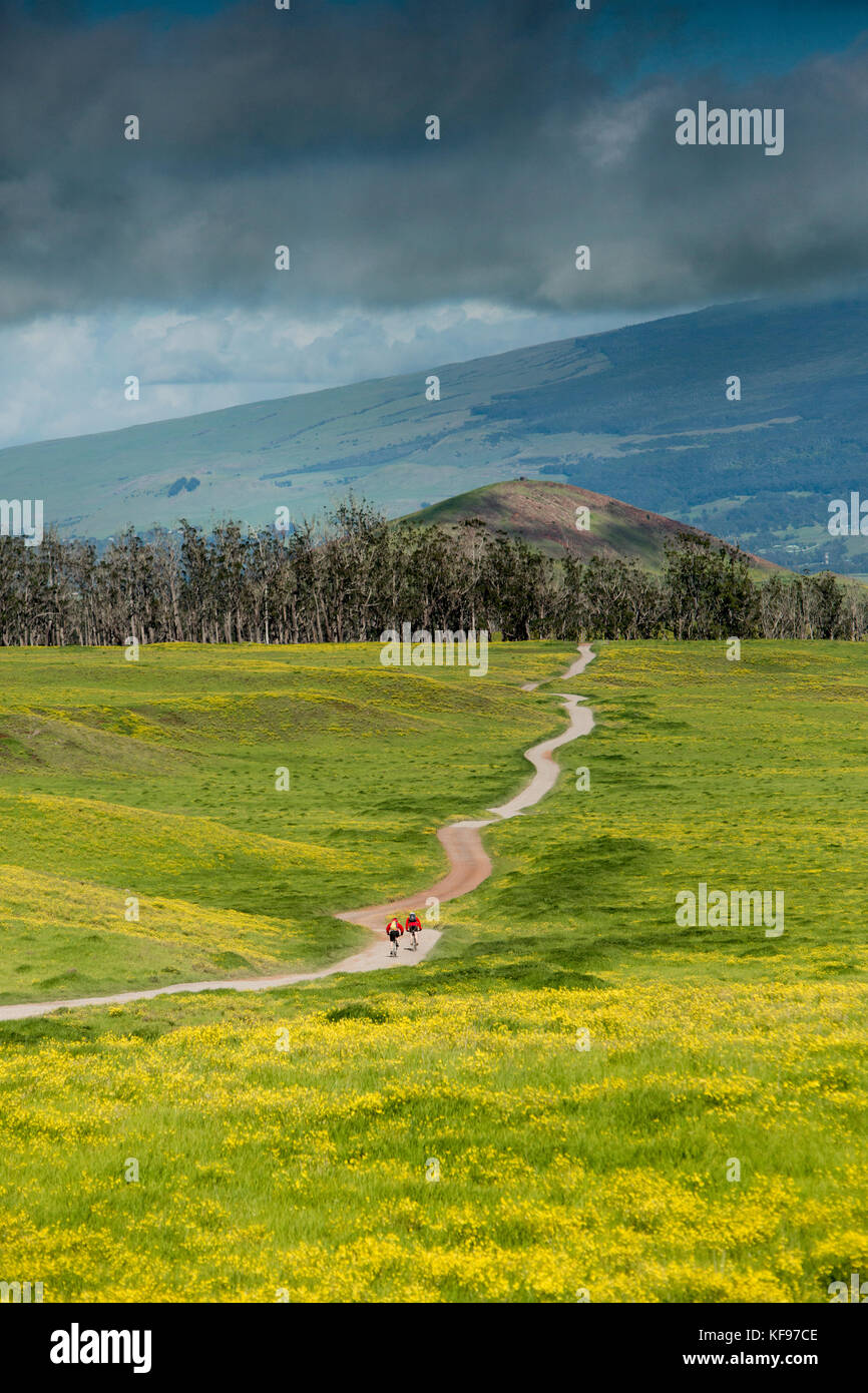 USA, Hawaii, The Big Island, journalist Daniel Duane and chef Seamus Mullens mountain bike on Mana Road at the base of the Kiluea volcano Stock Photo