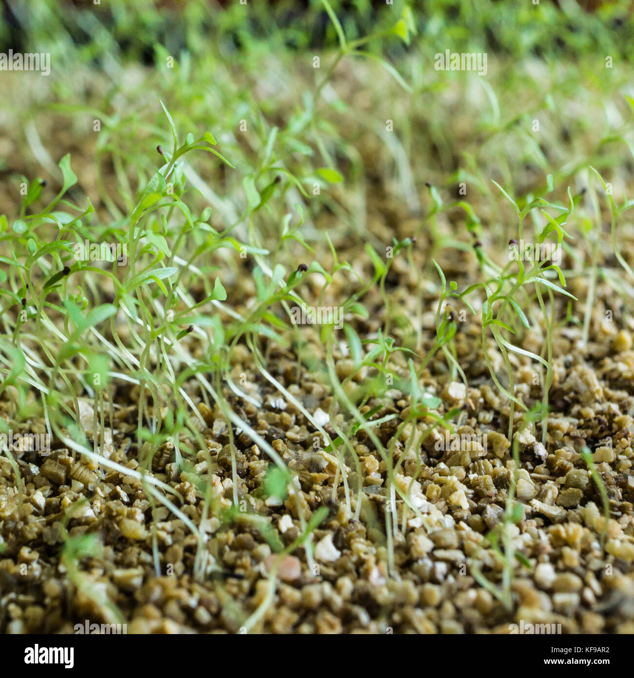 Poppy seedlings hires stock photography and images Alamy