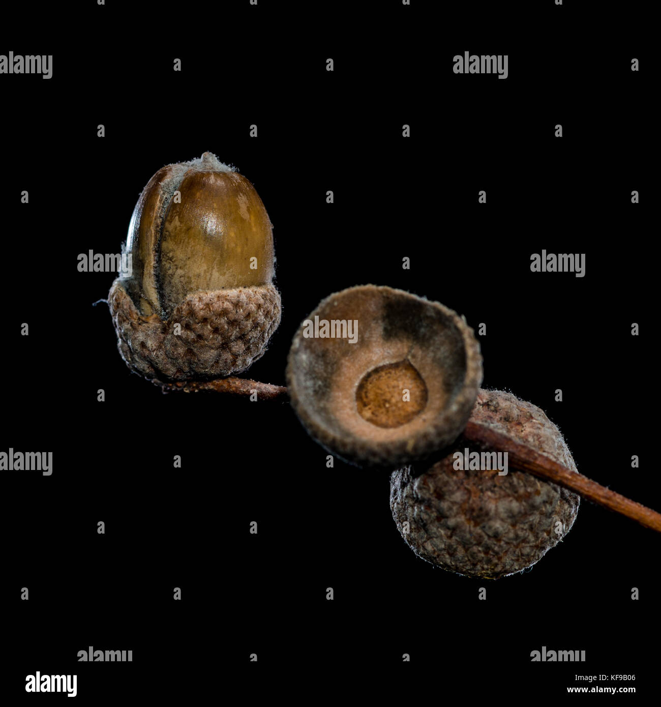 A macro shot of an acorn and two empty cupules. Stock Photo