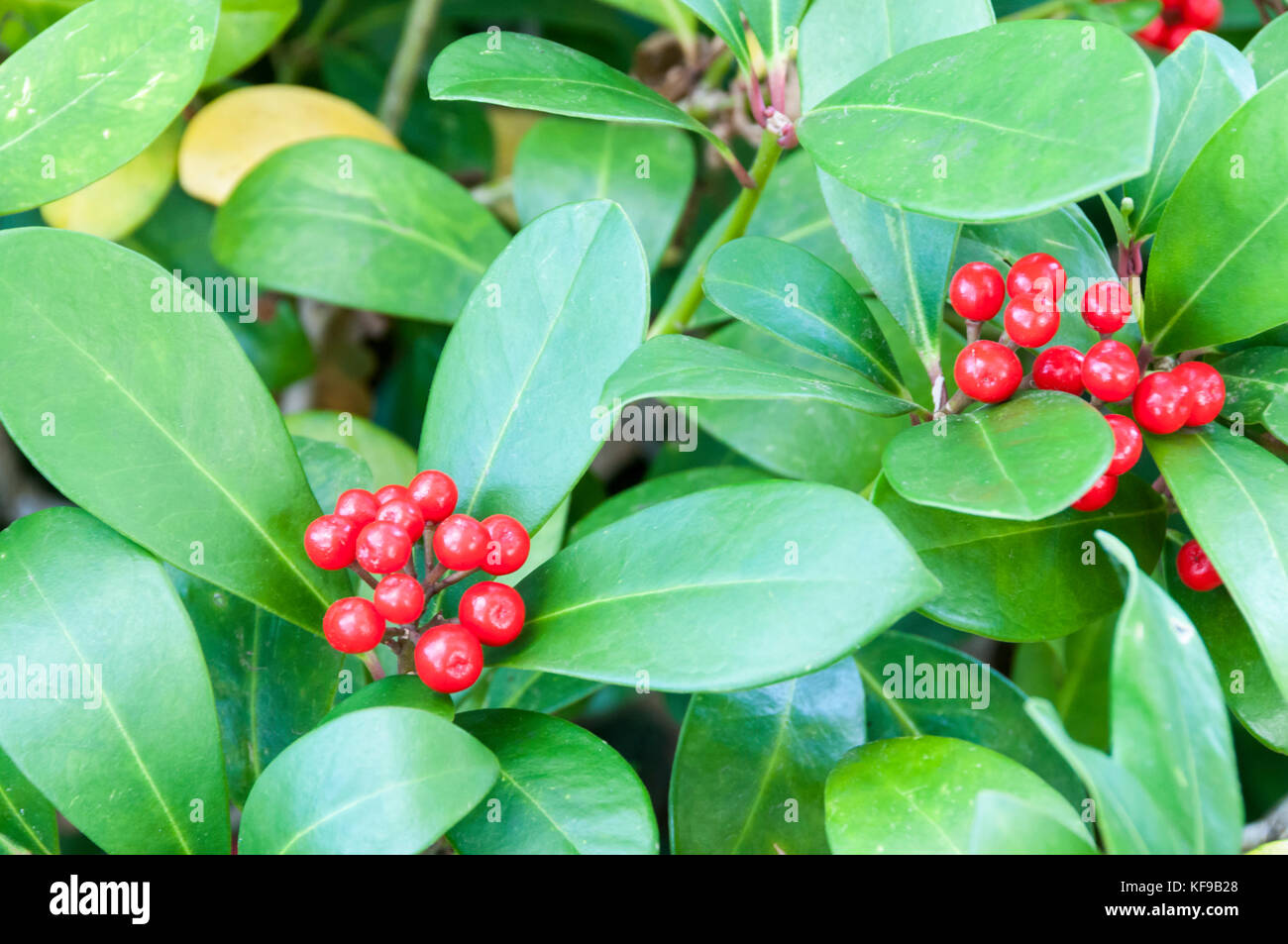 Skimmia japonica shrub red berries hi-res stock photography and images ...